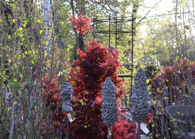 acer-betula