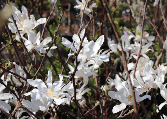 magnolia-stellata